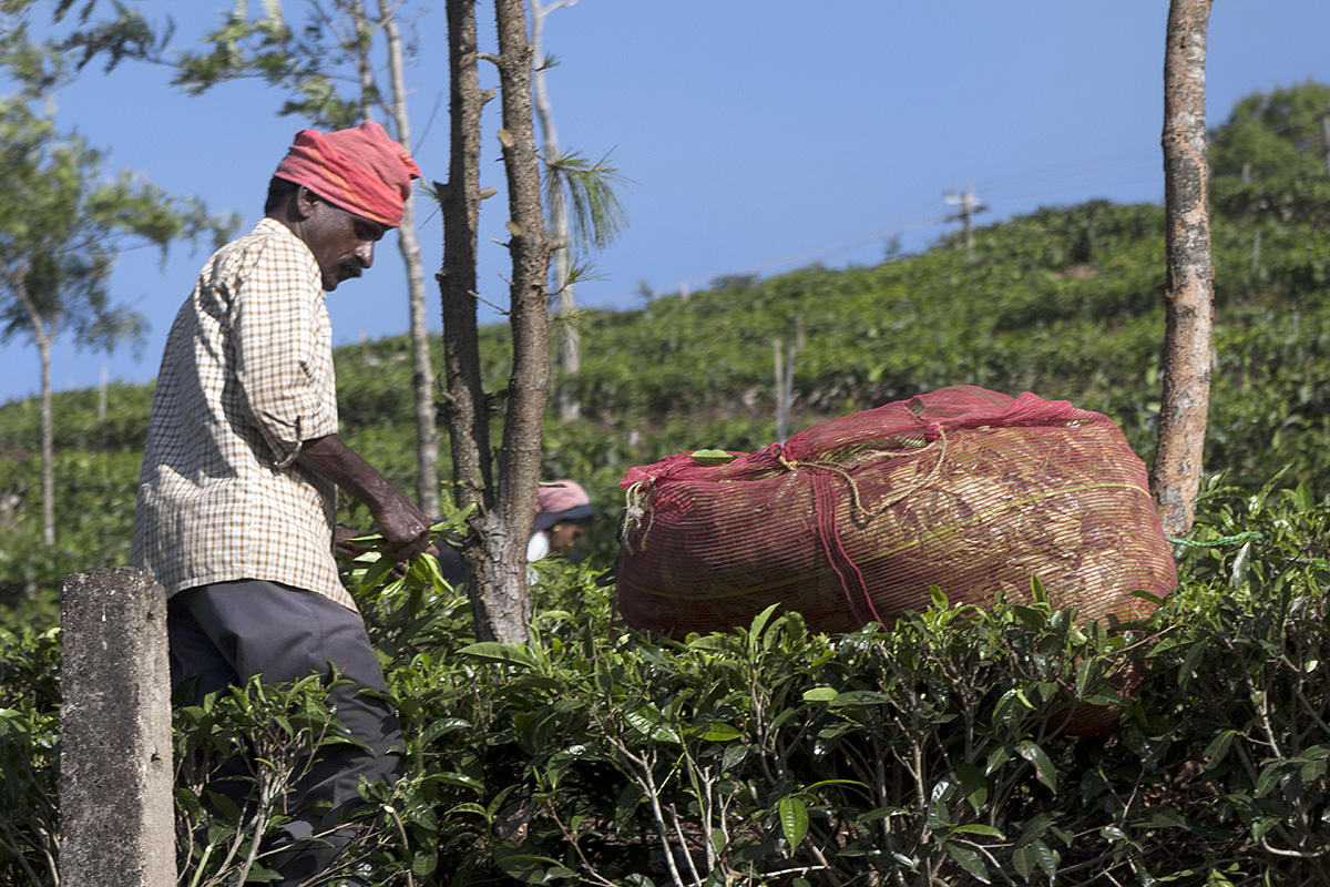 Tea Pickers 2